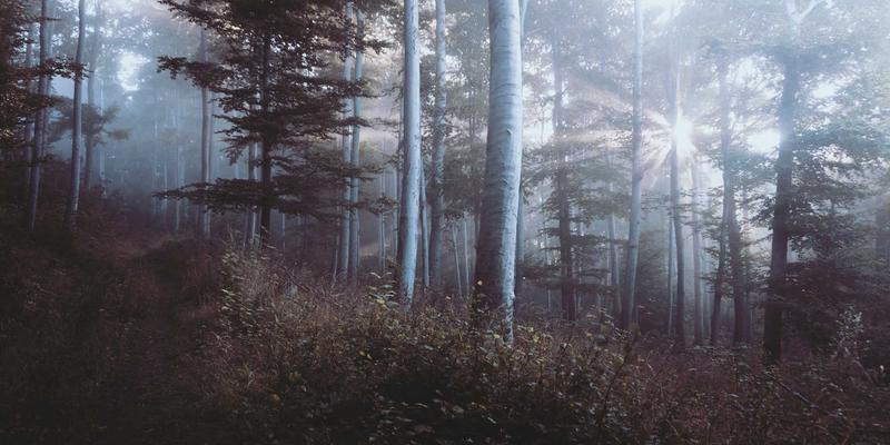 Linux与网络技术演进：构筑数字时代的网络安全基石