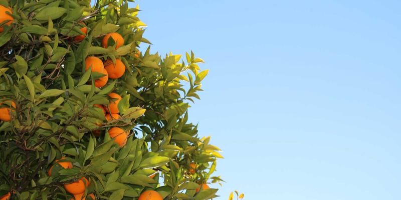 Linux环境下RJ3C编程开发实战指南：从基础到高级网络技术应用