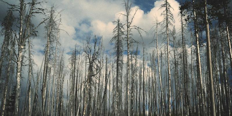 P4可编程数据平面：下一代交换机的网络技术与系统运维革命